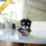 ROVER - MALE (PURCHASED by ITZIA)