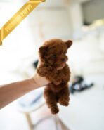 TIPPY - FEMALE (PURCHASED by CHRISTI) - Image 3