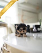 MAGGIE - FEMALE (PURCHASED by JUSTINE) - Image 2