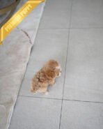 DOLORES - FEMALE (PURCHASED by MARIA) - Image 6