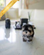 CELINE - FEMALE (PURCHASED by JESSICA)