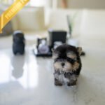 CELINE - FEMALE (PURCHASED by JESSICA)