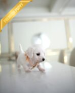 MINNIE - FEMALE (PURCHASED by ERKAN)