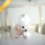 MINNIE - FEMALE (PURCHASED by ERKAN)