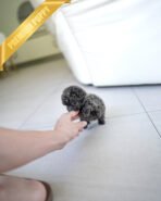 AZURE - FEMALE (PURCHASED by SARAH) - Image 5