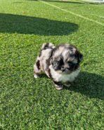 HUGO - MALE (PURCHASED by CHEVY & CHALlSA)