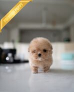 OLIVIA - FEMALE (PURCHASED by ANONYMOUS) - Image 3