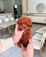 GIGI - FEMALE (PURCHASED by MONICA) - Image 3