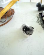 HENRI - MALE (PURCHASED by TAMARA) - Image 5