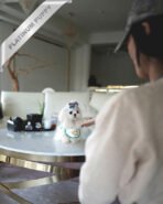 BENTLEY - MALE (PURCHASED by SIMONA) - Image 2