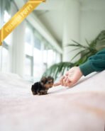 CHLOE - FEMALE (PURCHASED by QUEENIE) - Image 5