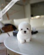 BIANCA - FEMALE (PURCHASED by MARTIN)