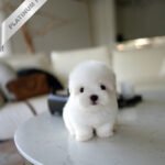 BIANCA - FEMALE (PURCHASED by MARTIN)