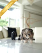 BENTLEY - MALE (PURCHASED by HEATHER) - Image 4