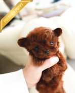 CAMILLE - FEMALE (PURCHASED by  SUSANA) - Image 3