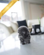 SIMON - MALE (PURCHASED by THE MILLERS) - Image 3