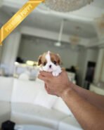 CHARLOTTE - FEMALE (PURCHASED by HEIDI) - Image 2