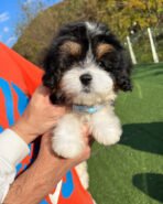 KOBE - MALE (PURCHASED by ESTEFANIA)