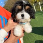 KOBE - MALE (PURCHASED by ESTEFANIA)