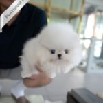 KYLE - MALE (PURCHASED by LEIRE)