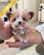 DOLORES - FEMALE (PURCHASED by MELBOURNE) - Image 2