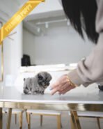 SCARLET - FEMALE (PURCHASED by ARMAN) - Image 5