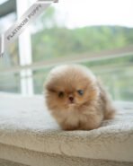 NUTELLA - MALE (PURCHADED by HANAN)