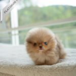 NUTELLA - MALE (PURCHADED by HANAN)