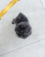 STERLING - MALE (PURCHASED by LEVY) - Image 5