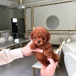 DOLCE - FEMALE (PURCHASED by JANET)