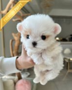 GELTA - FEMALE (PURCHASED by JANG) - Image 5