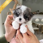 DOTTIE - FEMALE (PURCHASED by JAVIERA)