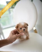 LENNY - MALE (PURCHASED by GERARDO) - Image 2