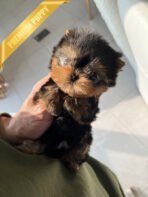 PIPER - MALE (PURCHASED by ELISE) - Image 4