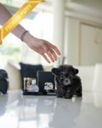 AMELIA - FEMALE (PURCHASED by LEROY) - Image 2