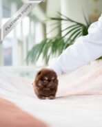 PIXIE - FEMALE (PURCHASED by JAYLAH) - Image 3