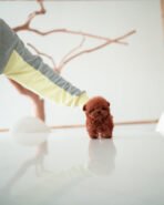 TIPPY - FEMALE (PURCHASED by STEPHANIE) - Image 4