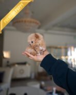 HENRI - MALE (PURCHASED by SARA) - Image 2