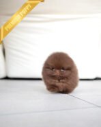 NUTELLA - FEMALE (PURCHASED by ANDREA) - Image 5