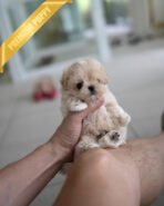 EWAN - MALE (PURCHASED by ABDULLAH) - Image 3