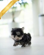 ROCKO - MALE (PURCHASED by VICKIE) - Image 3