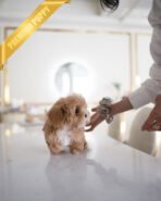 MOCHI - FEMALE (PURCHASED by ISABELLA) - Image 5