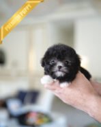 COCO - FEMALE(PURCHASED by LISA) - Image 4