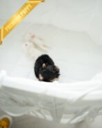 MAGGIE - FEMALE (PURCHASED by ANONYMITY) - Image 6