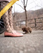 MOCHA - MALE (PURCHASED by TABITHA) - Image 5