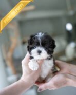 STELLA - FEMALE (PURCHASED by KIM)