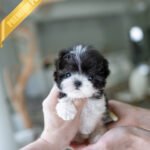 STELLA - FEMALE (PURCHASED by KIM)