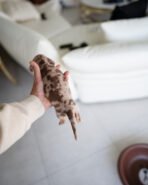 BROWNIE - FEMALE (PURCHASED by JARED) - Image 4