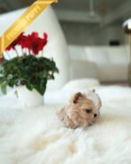 MYLES - MALE (PURCHASED by KIRK) - Image 5