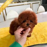 TEDDY - MALE (PURCHASED by LAUREN)